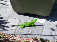 Lizard at 213 porch