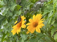 Monarch Butterfly in our Garden