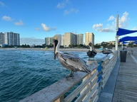 Pelican on Pompano Beach Pier