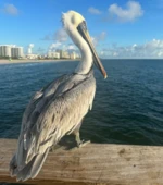 Pelican at the Fishing Pier